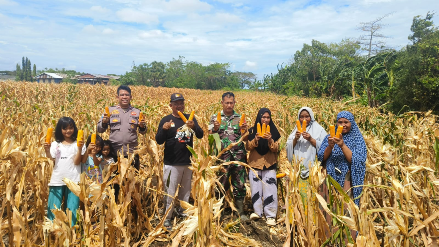 Panen Jagung Bersama 3 Pilar Desa Bontomanai